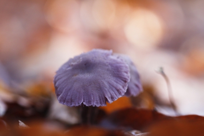 Eerste schreden op het pad van de macrofotografie.
Zonnige zondagochtend met lichte vorst aan de grond.
Foto genomen vanaf rijstzak.