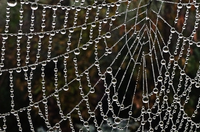 Aan het experimenteren geweest met bedauwde spinnenwebben in de tuin.