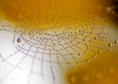 Aan het experimenteren geweest met bedauwde spinnenwebben in de tuin.