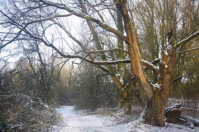 Vandaag hadden wij ook sneeuw in Flevoland dus meteen op stap naar 't Zand om mijn seizoenen-serie van het fotogenieke hoekje volledig te maken.
(zie onder andere http://www.nederpix.nl/album_page.php?pic_id=191219).
 Eerst was er alleen een grijze lucht, maar een klein straaltje zon op de wilg gaf ineens een ander karakter aan de foto. Voor deze gekozen, de sombere vind ik zelf trouwens ook mooi (tijdelijk in mijn PA).