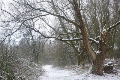 Vandaag hadden wij ook sneeuw in Flevoland dus meteen op stap naar 't Zand om mijn seizoenen-serie van het fotogenieke hoekje volledig te maken.
(zie onder andere http://www.nederpix.nl/album_page.php?pic_id=191219).
Eerst was er alleen een grijze lucht, dat leverde een mooi sober beeld op. Een half uurtje later kwam het zonnetje door.