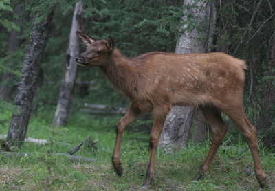 <i class='fa fa-user'></i> Jack90 | Wapiti  <i class='fa fa-eye'> 135</i>   <i class='fa fa-comment-o'> 1</i>