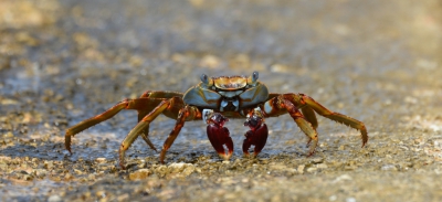 Over een muurtje kwam hij aangelopen. Ik ben schrijlings op het muurtje gaan zitten en heb hem zo kunnen fotograferen. Gekozen voor een panoramische uitsnede, omdat hij dan zo het meest dreigend leek. Overigens loopt hij hard voor je weg als je beweegt.