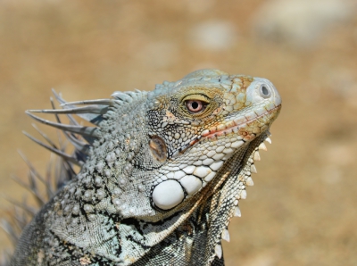 Met de kont op de grond kon ik een portret maken van deze leguaan. Hij/zij kwam op mij over als een dier uit het tijdperk van de dinosaurussen.