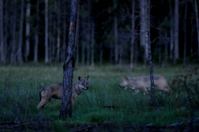 Onze vijfde en laatste nacht in Finland: vier nachten genoten van beren en veelvraten, maar nog geen wolven gezien. Wel 's nachts wakker geschrokken door het gehuil van een roedel wolven. Deze laatste nacht: eindelijk geluk. Om half twaalf in de schemering verschenen twee wolven, later gevolgd door nog n. Eigenlijk te donker om te fotograferen, maar met toen een van de twee doodstil bleef staan, was een sluitertijd van 1/13 voldoende om hem redelijk scherp te krijgen.