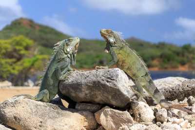--What's for dinner? -- Op onze mooie tocht door washington slagbaai national park kwamen we dit stel tegen. Waar ze op andere plekken zeer schuw waren gaven deze twee draakjes me de kans rustig een foto te maken.