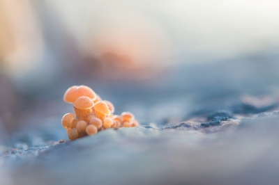 Het is goed kijken, maar je kunt nog steeds paddenstoelen vinden. Deze heel jonge Fluweelpootjes waren niet meer dan 5mm groot, en waren in verschillende kleine groepjes te vinden op de bovenkant van een afgezaagde boomstronk. Gebruik gemaakt van de rand van de stronk, en groot diafragma voor een softe sfeer. De zon zorgde voor een lichtend randje bij de paddo's. Mbv gorillapod, afstandsbediening, live view.