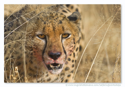 Deze cheetah had net een impala buitgemaakt toen we hem aantroffen.  Heel even wisselden we een blik. Samburu NP, Kenia.