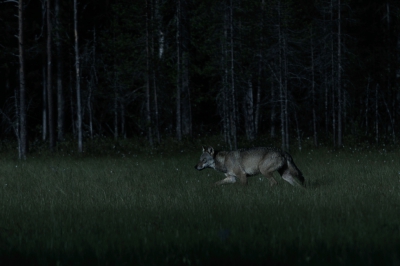 In de vroege ochtend, een paar uur na de vorige upload, verscheen deze wolf vlak voordat we van plan waren om te vertrekken. Inmiddels was het licht iets beter geworden en waren meer dan normale sluitertijden mogelijk.