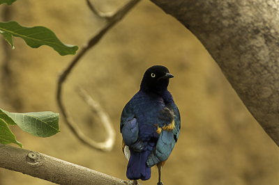 Deze foto genomen in de dierentuin Blijdorp,dit verblijf was de temperatuur vrijhoog en vochtig.Deze kwamvlak voor mij zitten,dus dit was een grote kans