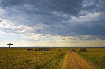 Op de uitgestrekte vlaktes van de Masai Mara kan ook een kudde olifanten zich niet verbergen  ;-)   Kenia.