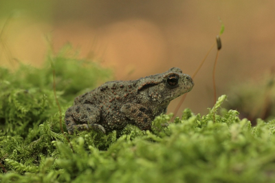 In de vallei krioelt het van kleine kikkertjes.
Ook padjes zijn ruim vertegenwoordigd.