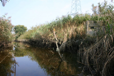 Hier een plaatje van mijn schuilhut in het riet waar vanuit ik de ijsvogeltjes fotografeerd
Gr Arian