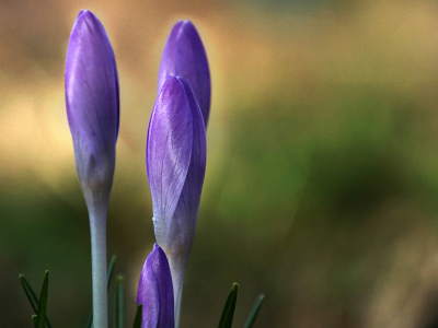 Ik ben speciaal voor de crocussen naar de heemtuin gegaan.Het was mooi zonnig tussen de buien door.