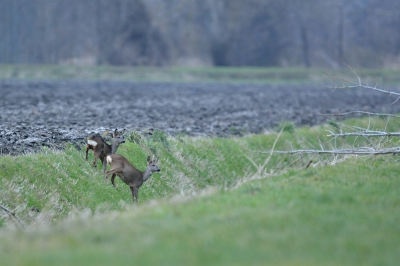 Nou de omstandigheden waren slecht qua weer en tijdstip van de dag. Maar geduld loont want uiteindelijk kwamen ze toch uit het bos.