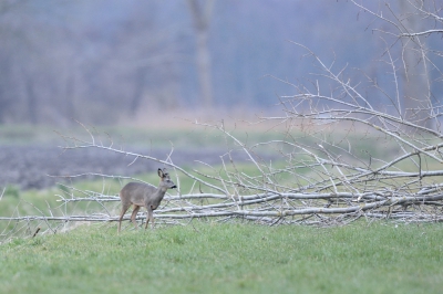 Zelfde weer en tijdstip ongeveer van vorige opname en dus bij zeer weinig licht. Toch had ik na een uur wachten toch geluk dat ze uit het bos kwamen.