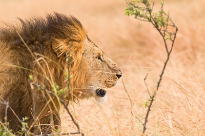 De Masai Mara is een roofdierenparadijs. Met wat geluk komen de leeuwen gewoon even langs je lens voorbijlopen. http://www.ingridvekemans.com/safaris-nl