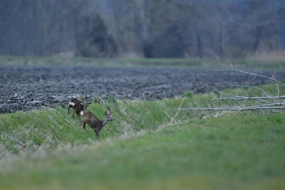 Opgesteld in de bosrand deze ree geiten kunnen fotograferen na ongeveer een uur gewacht te hebben en helaas de zon wegging en het steeds donkerder werd. Wat dat betreft kun je beter toch voor de morgen kiezen, maar of ze er dan ook staan geen idee?