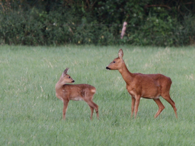moeder met jong . wat snel weg wilde gaan .

gr ad
