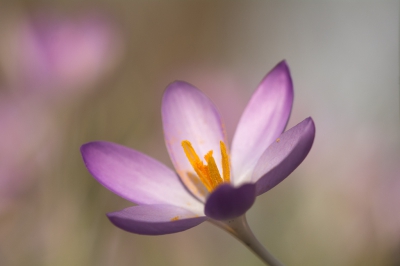 voor bloemen op de knien.
het doel was om een mooie close-up te maken