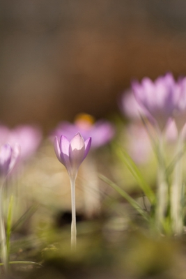 zelfde omstandigheden als bij de vorige boerenkrokus