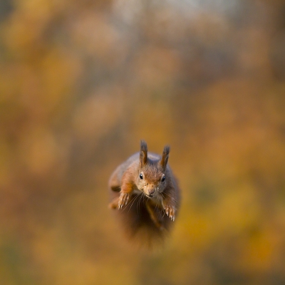 Ik heb nog twee foto's die ik wilde laten zien als afsluiting van mijn eekhoorn avontuur. De plek is niet meer toegankelijk, en de wegen van de eekhoorn en de fotograaf zijn nu gescheiden, met achterlaten van een mooie herinnering.