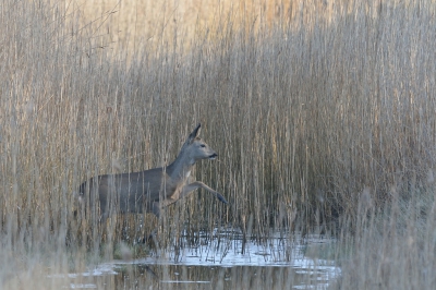 Overdag zomaar in het veld aangetroffen maar nu gingen ze toch echt het bos weer in en ja daar lag dat slootje waar even overheen moest worden gegaan. Dus JUMP.