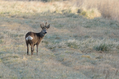 De laatste van de reeks in het veld van deze leuke ontmoeting op klaarlichte dag.