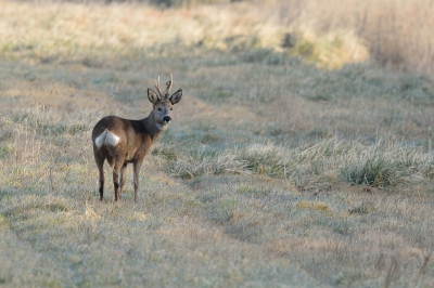 De laatste van de reeks in het veld van deze leuke ontmoeting op klaarlichte dag.