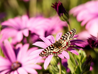 En opeens zat daar de Spaanse Pijpbloemvlinder voor onze neus op de paarse bloemen op het terras van ons terrein http://montehorizonte.nl
Als deze foto wordt goedgekeurd is het volgens mij de eerste foto van deze vlinder met de vleugels open op Nederpix.