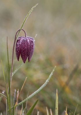 Het mistte en het zonnetje wilde maar niet doorkomen, toch maar een poging gewaagd , om mijn eerste foto van deze prachtige bloem  vast te leggen.