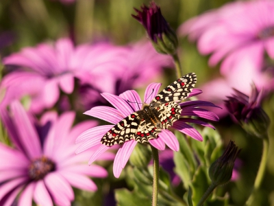 En opeens zat daar de Spaanse Pijpbloemvlinder voor onze neus op de paarse bloemen op het terras van ons terrein http://montehorizonte.nl
Als deze foto wordt goedgekeurd is het volgens mij de eerste foto van deze vlinder met de vleugels open op Nederpix.
