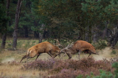 Even naar de wildbaan en werd gelijk verrast.
Goede lichtomstandigheden.