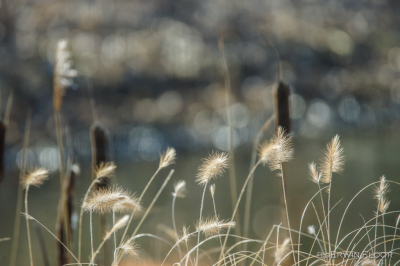 Begin van de middag, bewolkt. A65 Tamron 150-600 mm aan het testen.