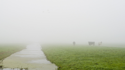 Gemaakt tijdens een fietstocht door een mistige polder bij Gouderak. 
Drie koeien en drie vogels