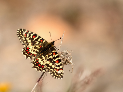 Gisteren zagen wij weer regelmatig de Spaanse Pijnbloemvlinder maar dit keer in het binnenland van de Alentejo regio in Portugal. Persoonlijk vind ik deze foto nog mooier dan de vorige 2 die ik plaatste omdat de vlinder in mijn ogen beter uitkomt. Ik heb een hele serie mogen maken en meerdere fotos staan op: http://vlindersportugal.nl/spaanse-pijpbloemvlinder/