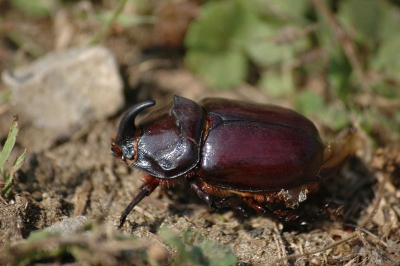 Deze kever vonden we op kamp, toen we van het station tot aan de kampplaats wandelden.
Helaas vonden we het diertje 5 dagen later terug, overleden...

Apparatuur: Nikon D70s + Sigma APO 70-300mm macro