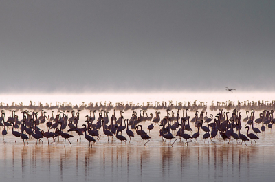 'Nakuru Awakening'

Het was een ultravroege missie om tijdig voor zonsopgang op de juiste plaats van Lake Nakuru te staan om de flamingo's in het ochtendlicht te vangen. Dag n waren de wolken spelbreker, dag twee was het raak. De continu veranderende kleuren van het ochtendlicht zorgden voor een reeks zeer gevarieerde foto's. De flamingo's hielden niet van toeschouwers dichtbij, dus gebruik van de telelens was aangewezen. f/8 zorgde in dit geval voor de gewenste scherptediepte van geleidelijk in het ochtendlicht verdwijnende laagjes flamingo's.