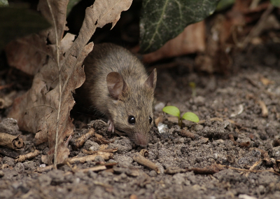 voor het eerst dit jaar heb ik de huismuisjes in mn tuin weer gezien en gefotografeerd, dit is een volwassen huismuis