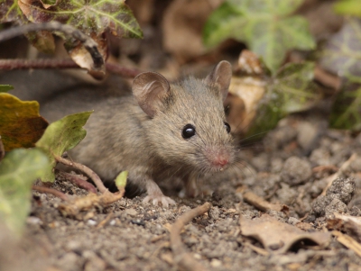 voor het eerst dit jaar heb ik de huismuisjes in mn tuin weer gezien en gefotografeerd, dit is een jong huismuisje van ongeveer 3 cm groot