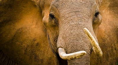 Olifanten leven samen in een matriarchale clan, die bestaat uit een moeder met haar volwassen dochters en hun kroost. Zodra ze gevaar ruiken, beschermen de volwassen dieren instinctief de kleintjes door een kring rond ze te vormen, een demonstratie van solidariteit en kracht.

Deze foto toont de matriarch van zo een kudde. Haar geheven hoofd en gespreide oren vertelde ons dat ze kalm doch alert was. De uitdaging bestond er in een moment van oogcontact in een scherpe close-up the vangen alvorens ons rustig terug te trekken.