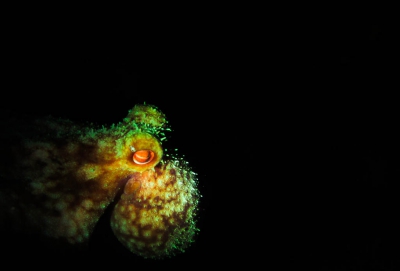 Voor 6 maanden ben ik op Curacao onderzoek aan het doen naar koraal larven en hoe deze afhankelijk zijn van microben. Hiervoor moet ik veel duiken, waaronder nachtduiken. In de nacht komen verscheidene organismen naar buiten om te jagen die je niet overdag ziet, waaronder de octopus. Deze fascinerende beesten zijn prachtig om in het echt tegen te komen. Het gedrag wat ze vertonen is verbazingwekkend.