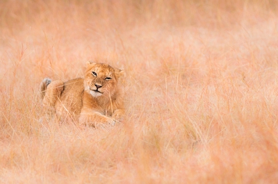 Leeuwenwelp, Masai Mara, Kenia. Tijd spenderen met jonge dieren is nooit tevergeefs. Ze zijn actief en speels en dat levert vaak mooie beelden op.
