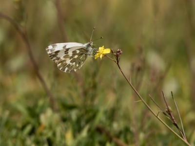 Vandaag dit Westelijk Marmerwitje kunnen fotograferen. het is nogal lastig, Gestreepte Marmerwitjes zien wij elke dag maar om dan even een Westelijk Marmerwitje eruit te vissen valt nog niet mee. Volgens mij pas de derde foto van deze vlinder op Nederpix.