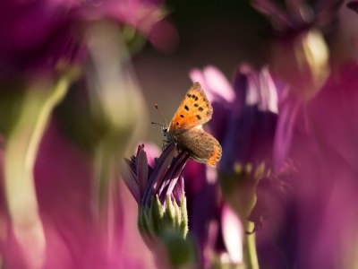 Deze foto heb ik tussen de bloemen door gemaakt vanuit een laag standpunt om wat sfeer te kweken. Volgens mij is dat aardig gelukt.