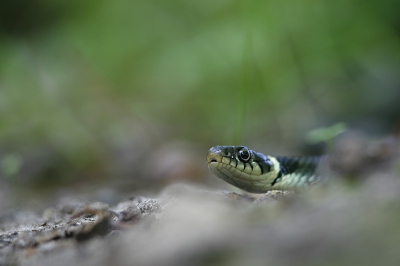 Jonge ringslang,gevonden door mijn neef in zijn tuin,waarvoor dank