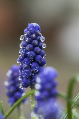 Het is altijd weer om te fotograferen dacht ik vanochtend, hoewel somber na een regenbui, ontdekte ik de weerspiegeling van mijn huis in de regendruppel van dit blauwe druifje.