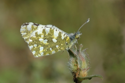Dit witje is in het voorjaar n van de eerste vlinders op Lesbos.