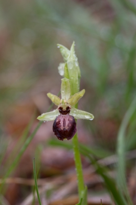 In een zeer regenachtige omgeving deze orchidee vastgelegd.