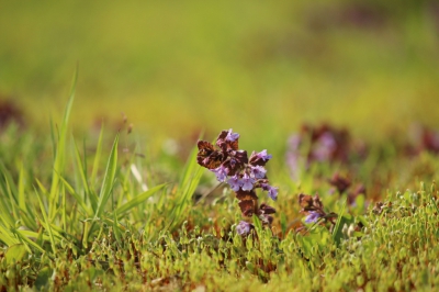 Groei zoals het er april vorig jaar in detail uit zag langs een afgelegen meertje. Bij mooi helder weer kan de telelens tussendoor ook best eens gebruikt worden voor de ''wilde planten en mossen'' fotografie :)